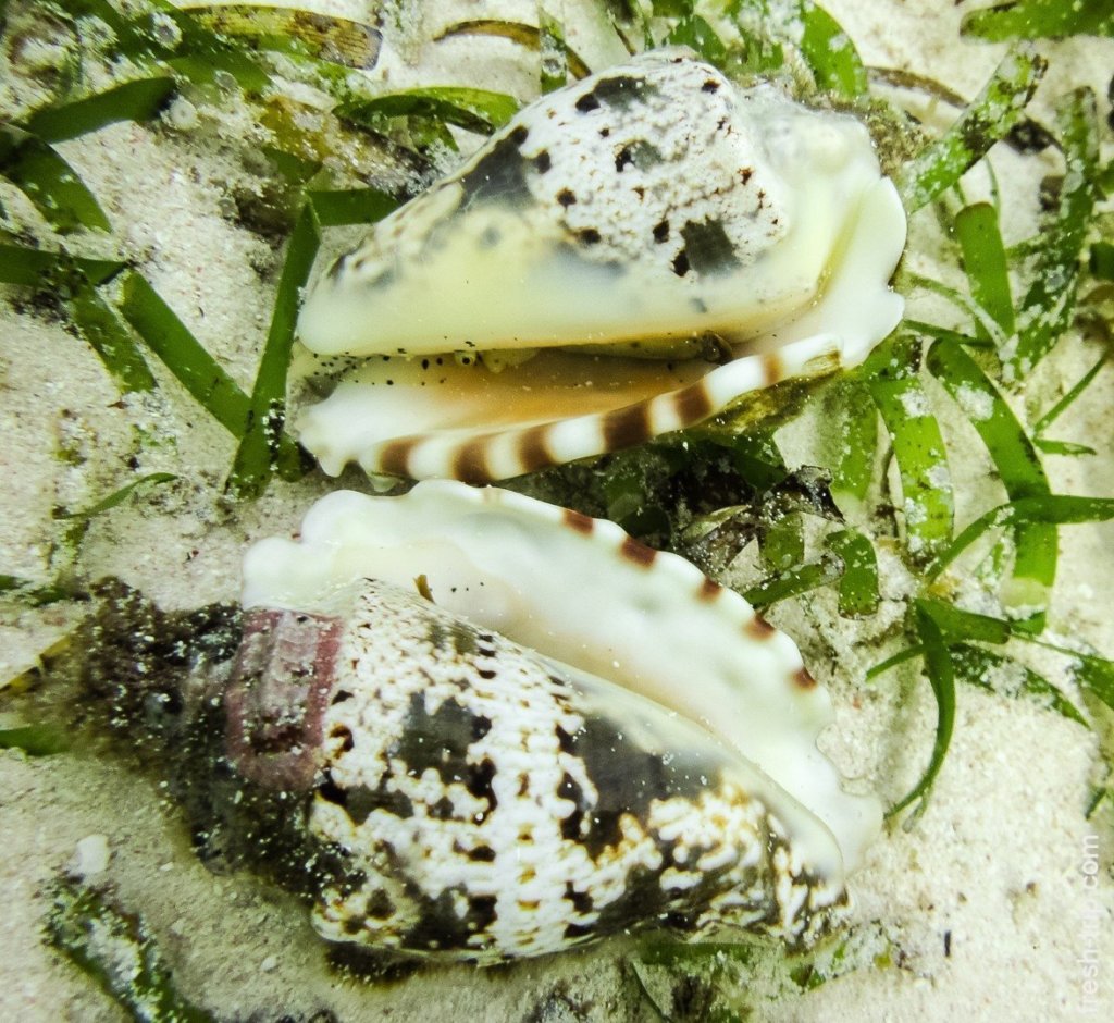 Shellfish Cone Alona Beach, Panglao Island