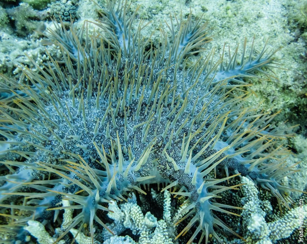 Crown-of-thorns starfish, Bohol Island