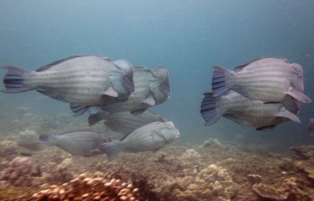 Шишколобые попугаи Humphead Parrotfish (Bolbometopon muricatum), South Entalula, Эль-Нидо