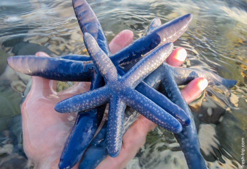Starfish linckia laevigata, Bohol Island