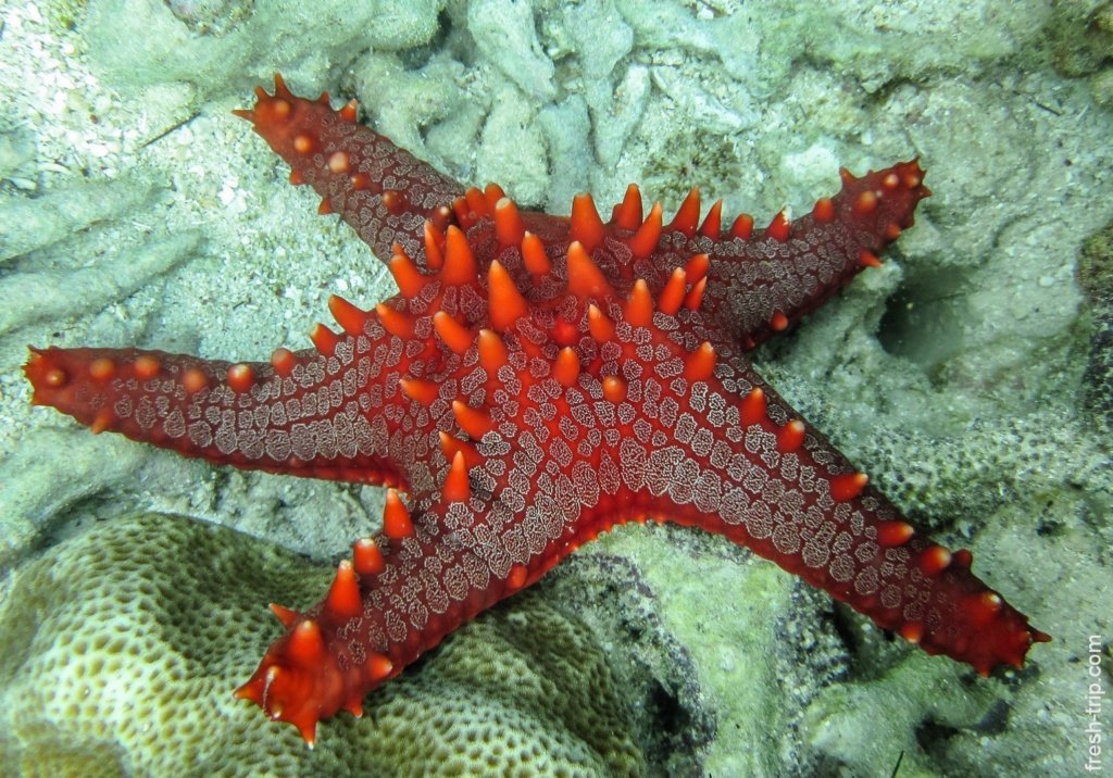 Red-knobbed starfish, Philippines