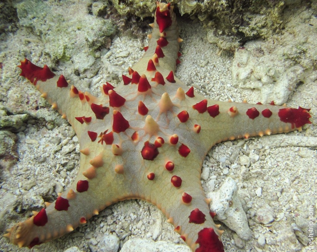 Horned Sea Star, Philippines