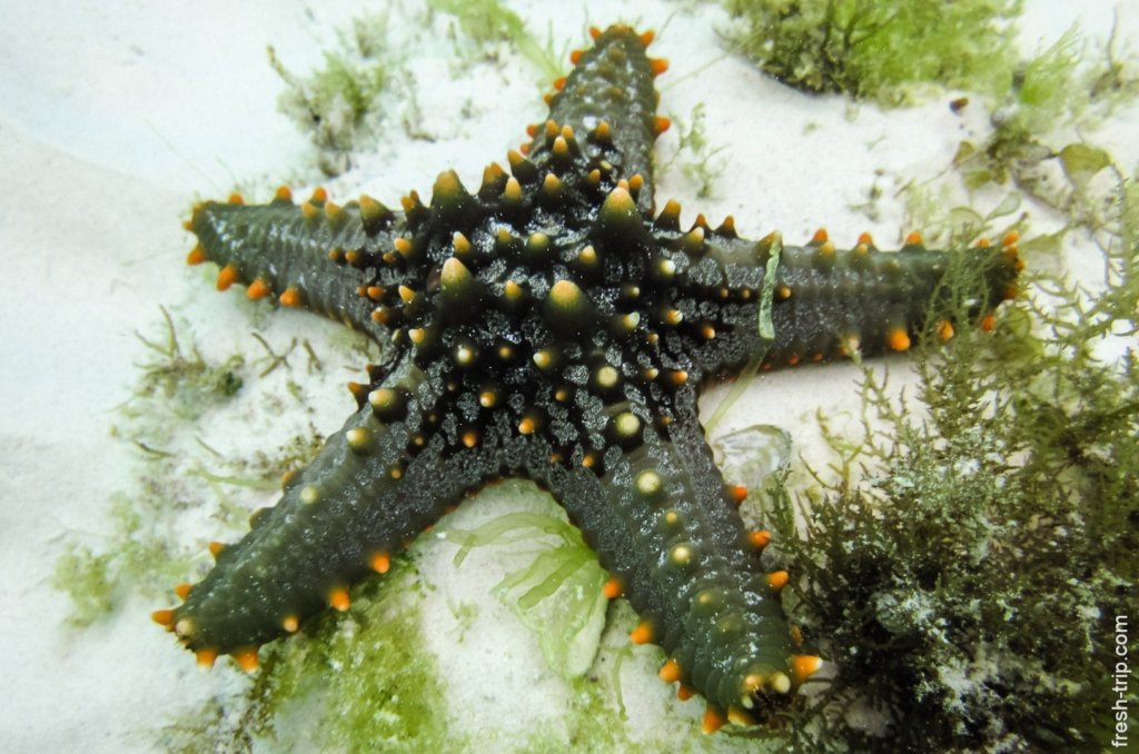 Horned Sea Star, Alona Beach, Panglao Island