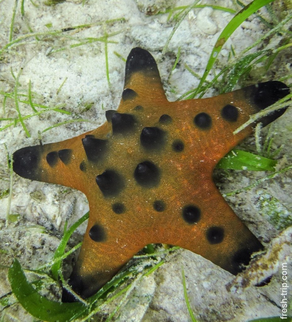 Horned Sea Star, Alona Beach, Panglao Island