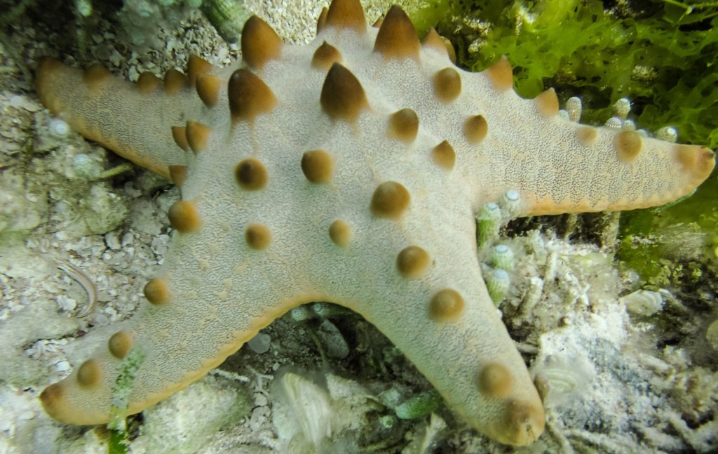 Морская звезда Horned Sea Star (Protoreaster Nodosus) Alona Beach, о. Панглао