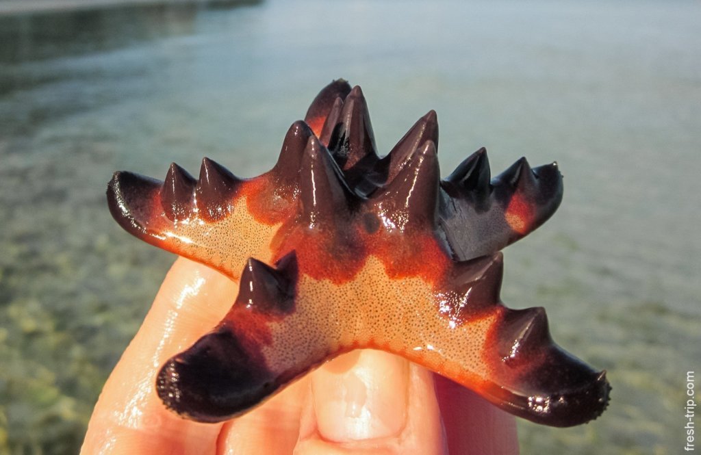 Horned Sea Star, Alona Beach, Panglao Island