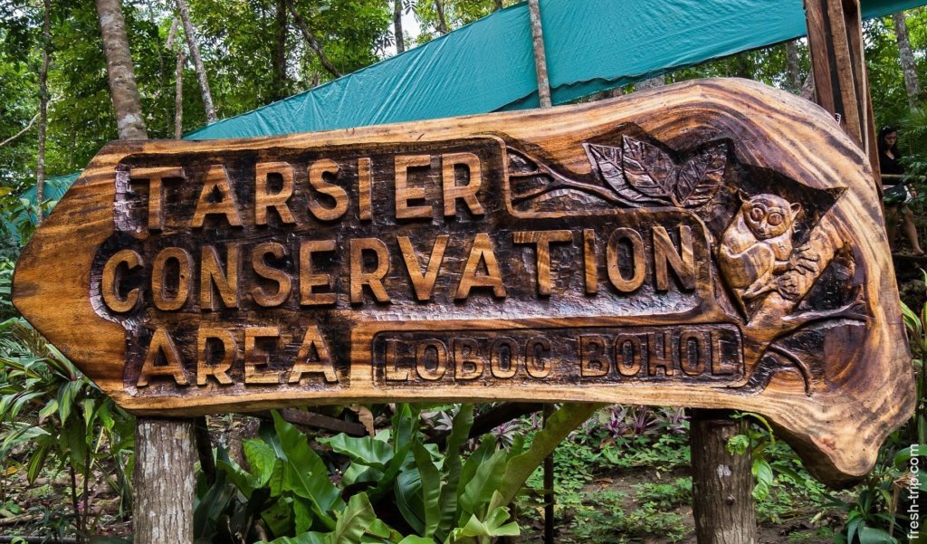 The protected area tarsiers, Bohol Island