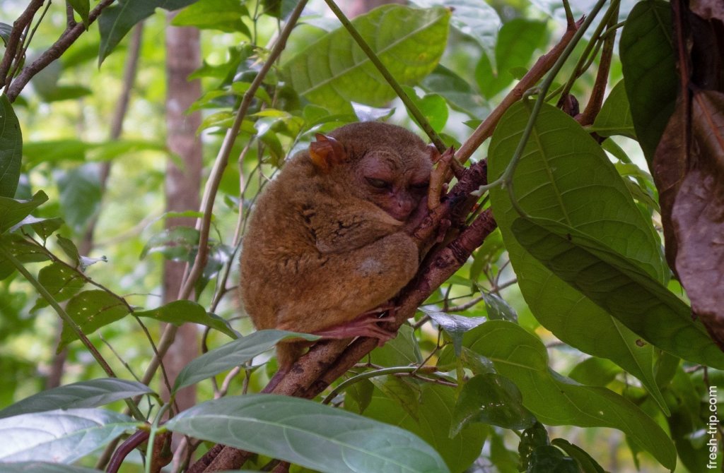 Philippine tarsier, Bohol Island