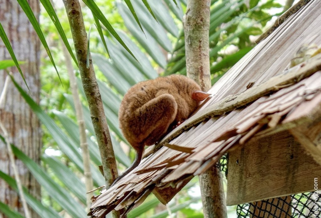 Philippine tarsier, Bohol Island