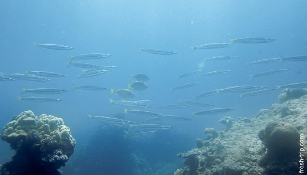 Yellowtail Barracuda, South Entalula, Philippines