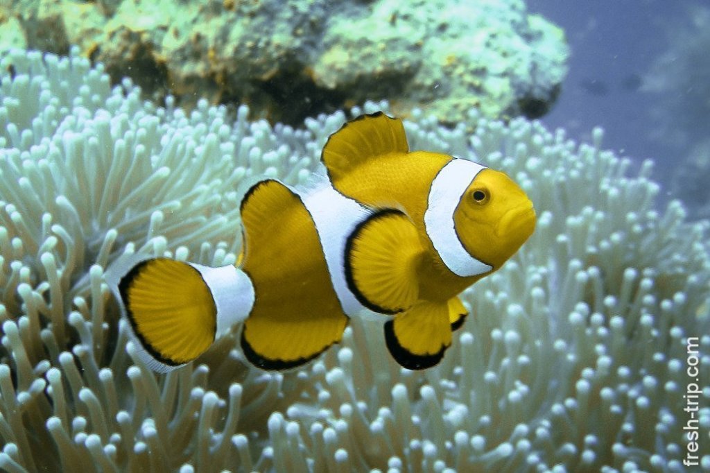 Clownfish and Anemonefish, Twin Peaks reef, Philippines