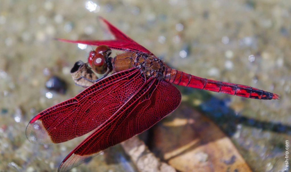Dragon fly, Philippines