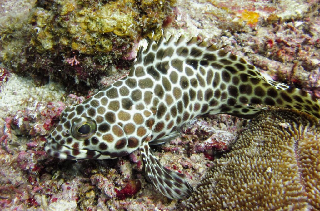 Сальный Групер Greasy Groper (Epinephelus tauvina), South Entalula, Эль Нидо