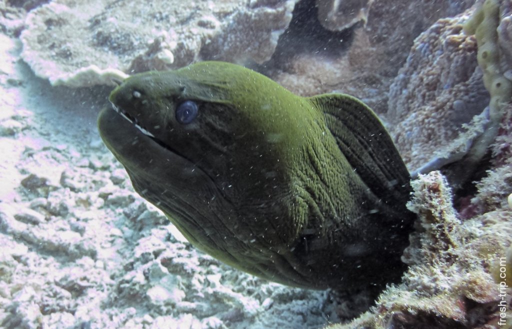 Muraena, Sumilon Island, Philippines