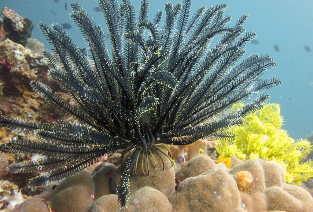 Морская Лилия или Перистая Морская Звезда Feather Star (Comantheria briareus), Эль Нидо