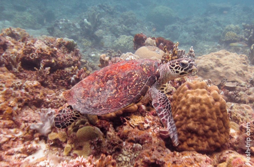 Green sea turtle, Philippines