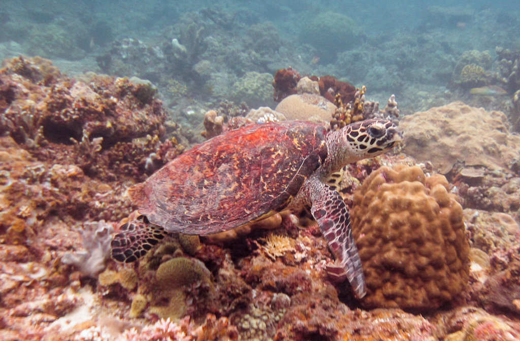Зелёная черепаха Green sea turtle (Chelonia mydas), Эль Нидо