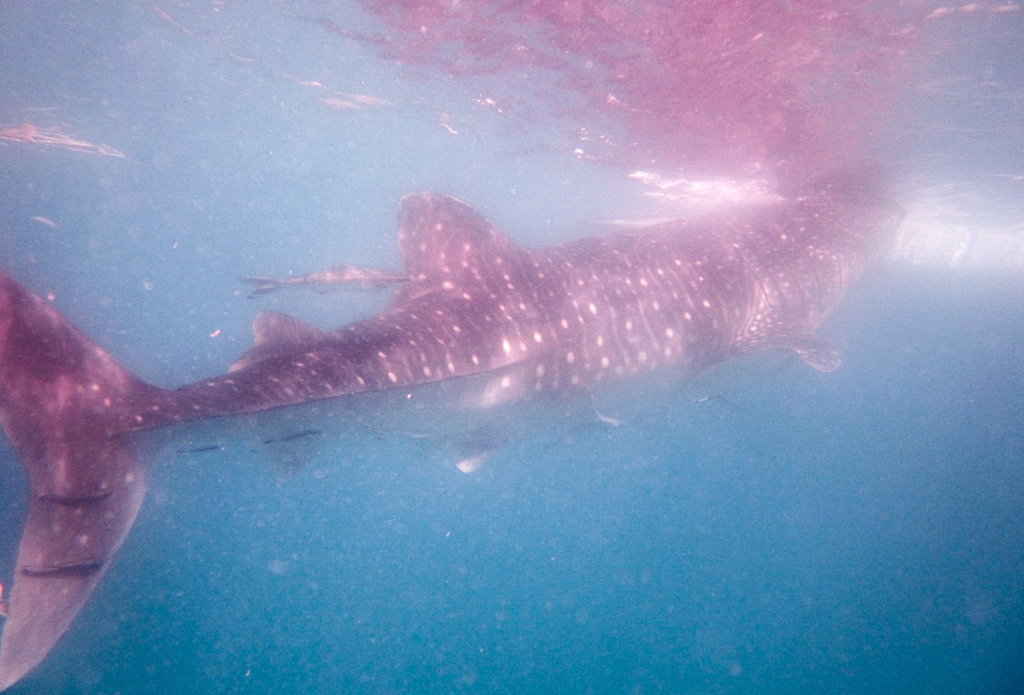 Китовая акула Whale shark (Rhincodon typus), о.Сумилон