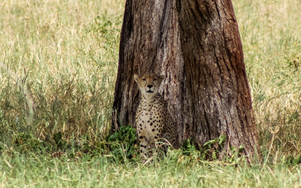 Гепард Cheetah (Acinonyx jubatus fearsoni), Тарангире