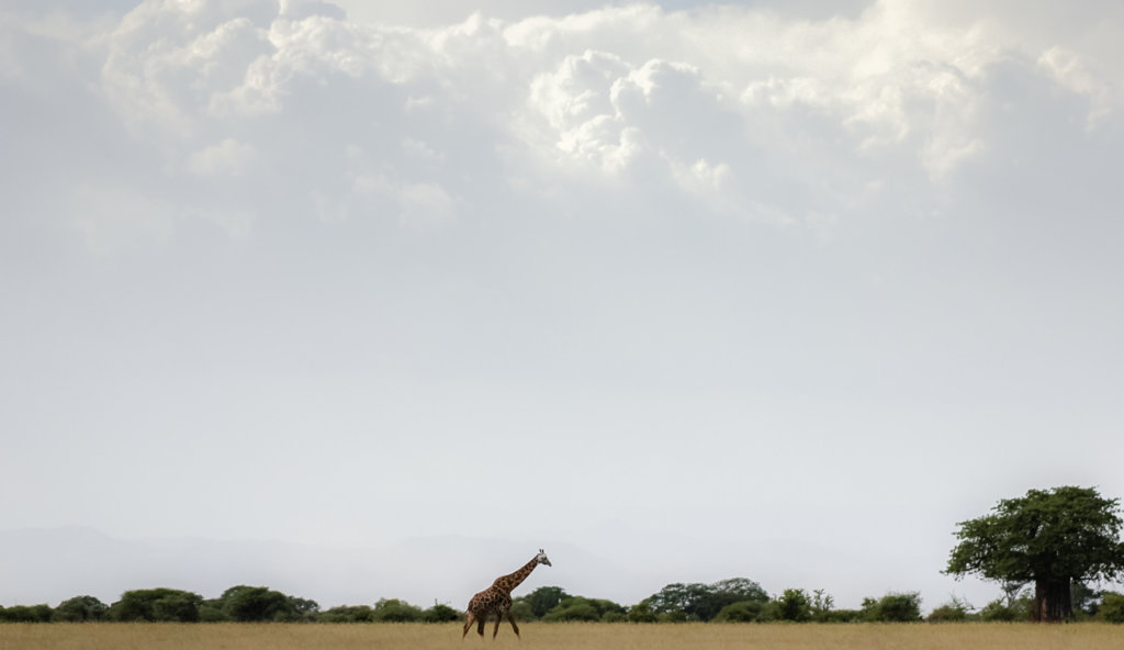 Жираф Masai giraffe (Giraffa camelopardalis tippelskirchi), Тарангире