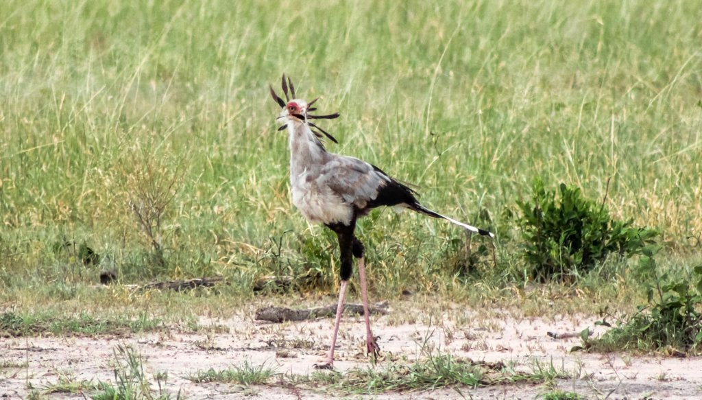 Птица-секретарь Secretarybird (Sagittarius serpentarius), Тарангире