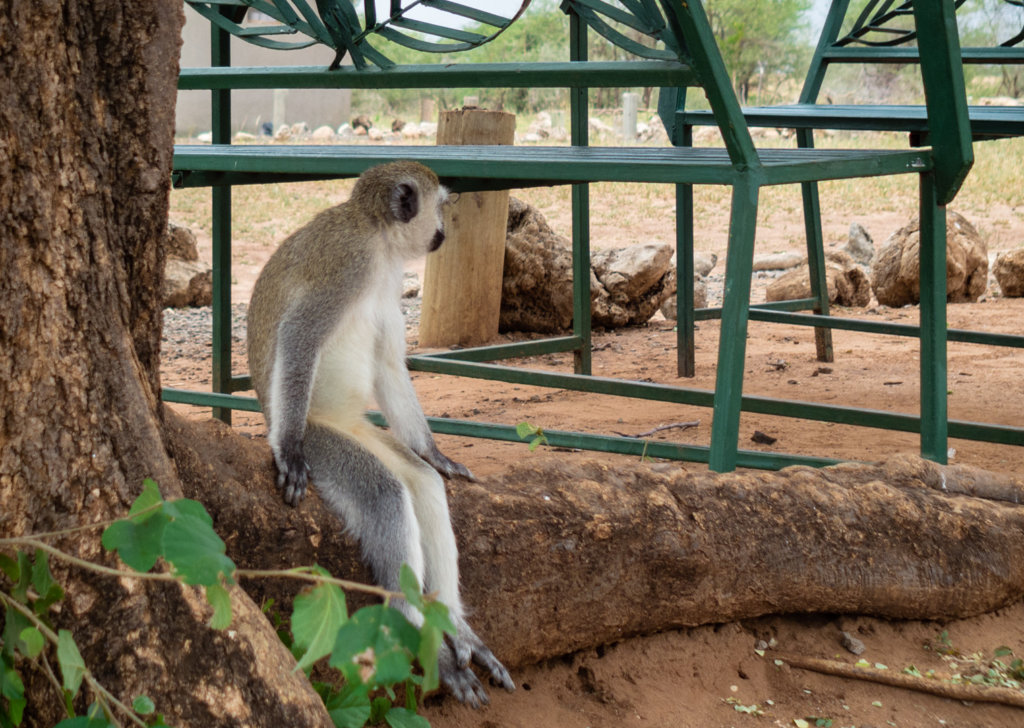 Верветка, или Карликовая зелёная мартышка Vervet monkey (Chlorocebus pygerythrus), Тарангире