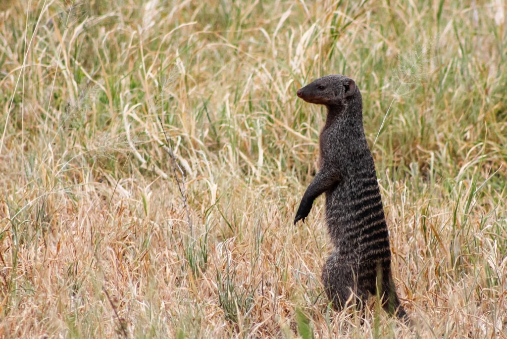 Карликовый мангуст Common Dwarf Mongoose (Helogale parvula), Тарангире