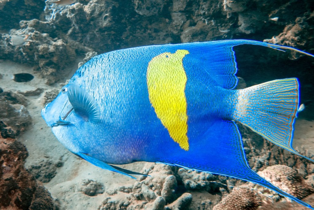 Аравийская рыба-ангел Arabian Angelfish (Pomacanthus Maculosis), Красное море