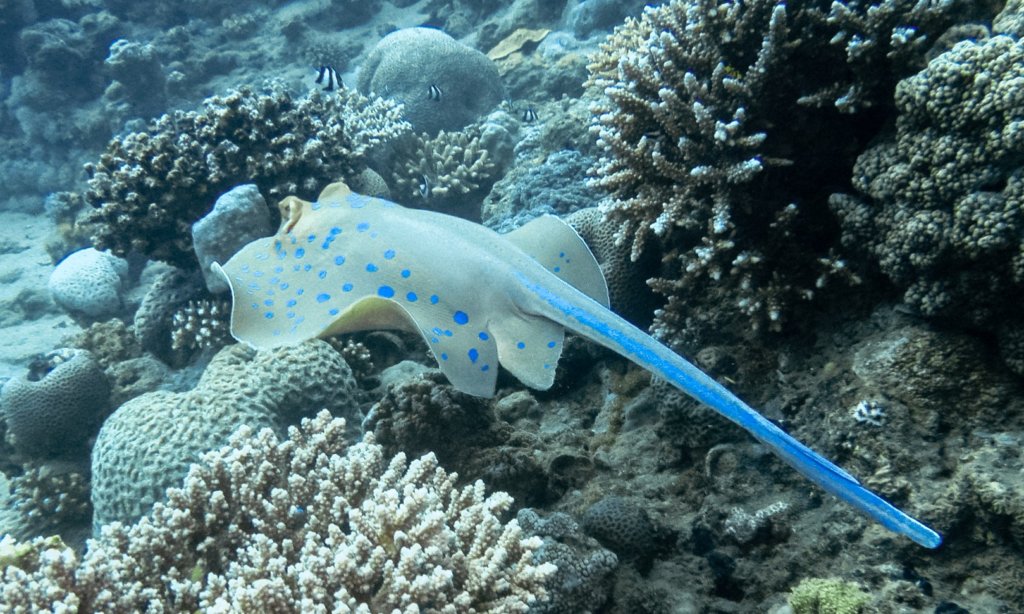 Синеточечный хвостокол Bluespotted Stingray (Taeniura Lumma), Красное море