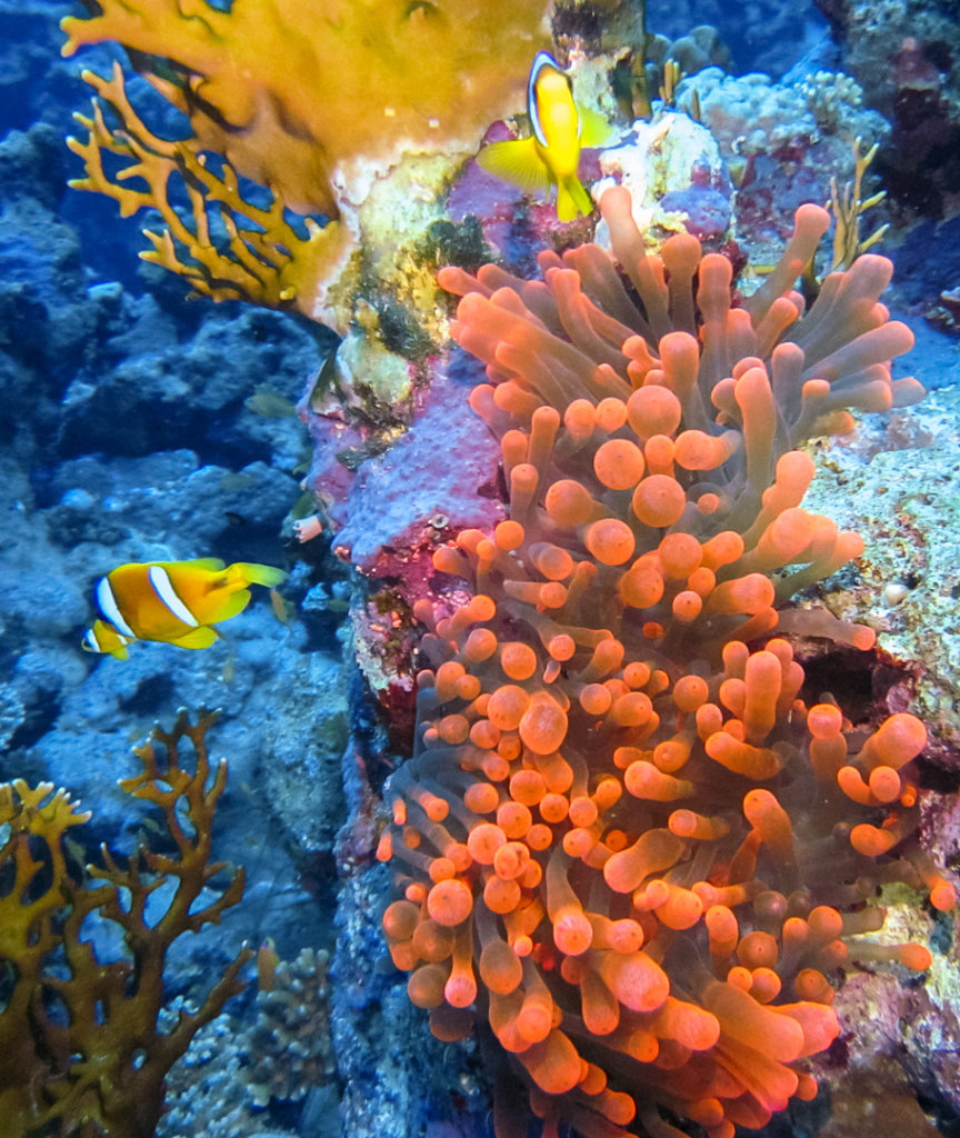 Актиния пузырчатая Bubble Anemon (Entacmaea Quadricolor), Красное море