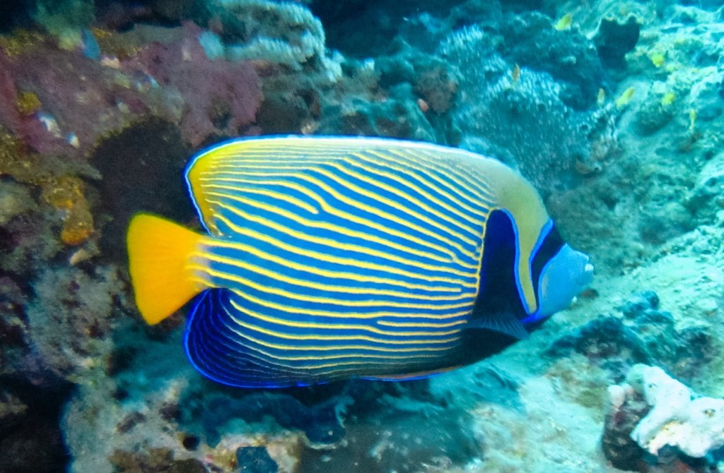 Императорский ангел, взрослая особь, Juvenile Emperor angelfish (Pomacanthus imperator), Красное море