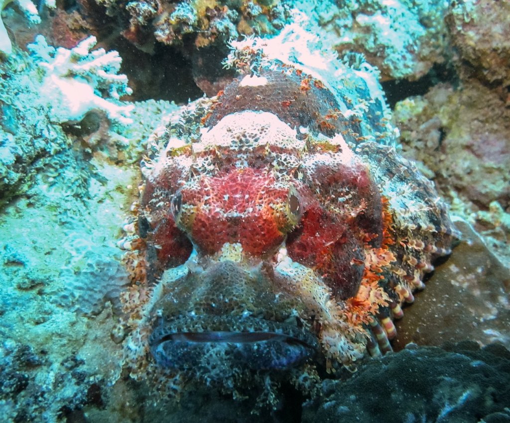 Скорпена плоскоголовая Flathead Scorpionfish (Scorpaenopsis oxycephala), Красное море
