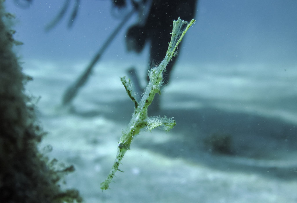 Морской Конек (Solenostomus sp.), Красное море