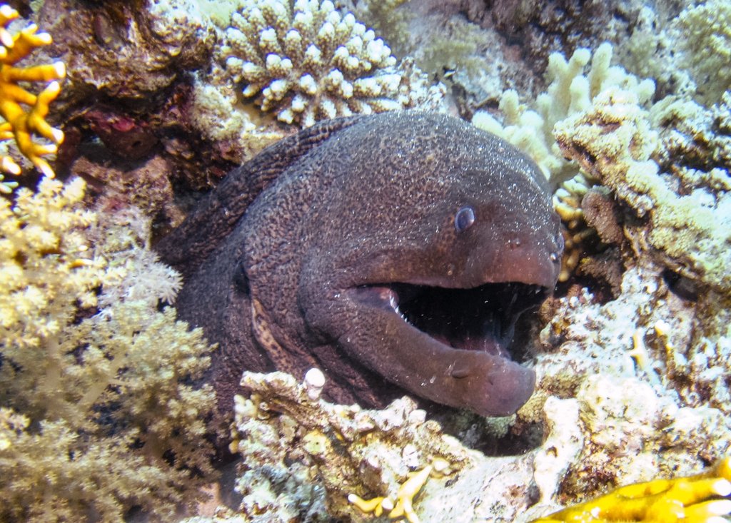 Гигантская мурена Giant Moray (Gymnothorax javanicus), Красное море