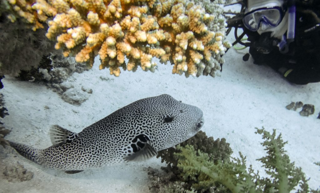 Звездчатый аротрон Giant Puffer (Arotron Stellatus), Красное море