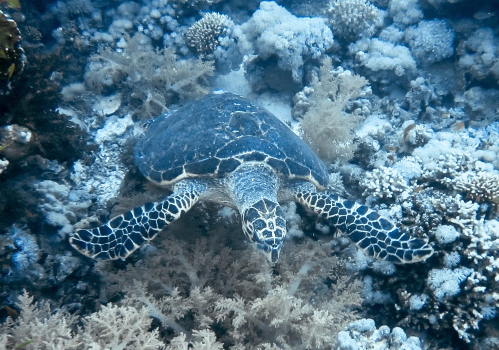 Зеленая черепаха Green Turtle (Chelonia mydas), Красное море
