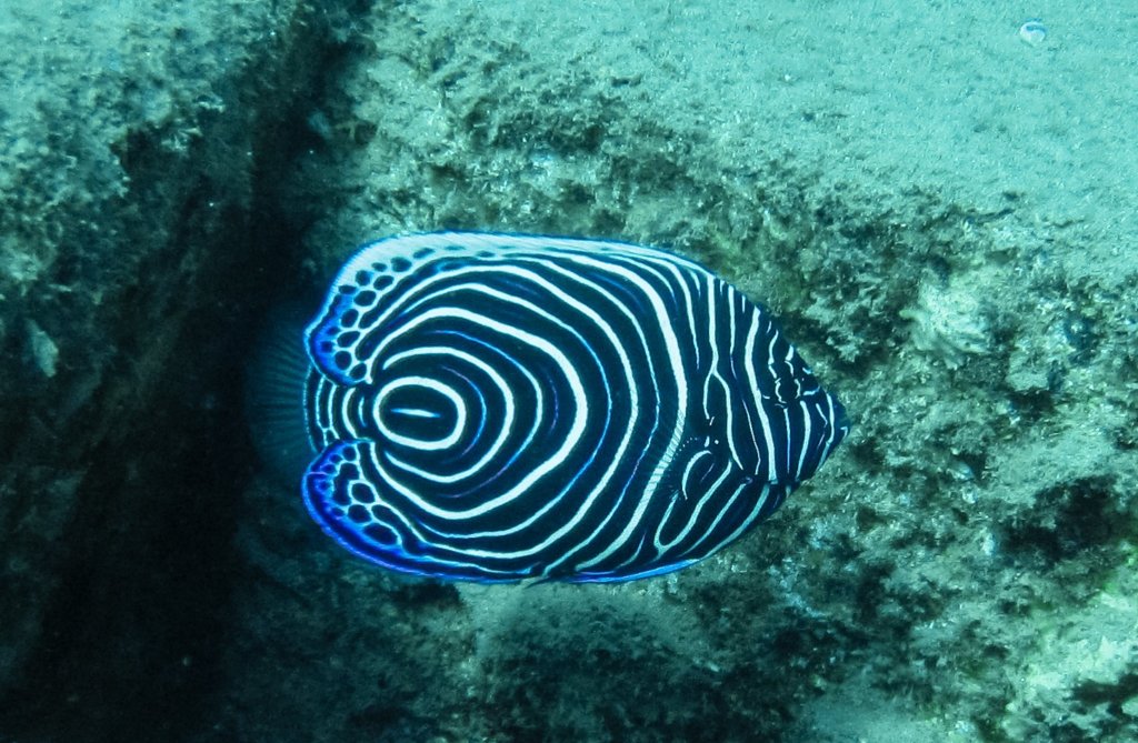 Императорский ангел, молодая особь, Juvenile Emperor angelfish (Pomacanthus imperator), Красное море