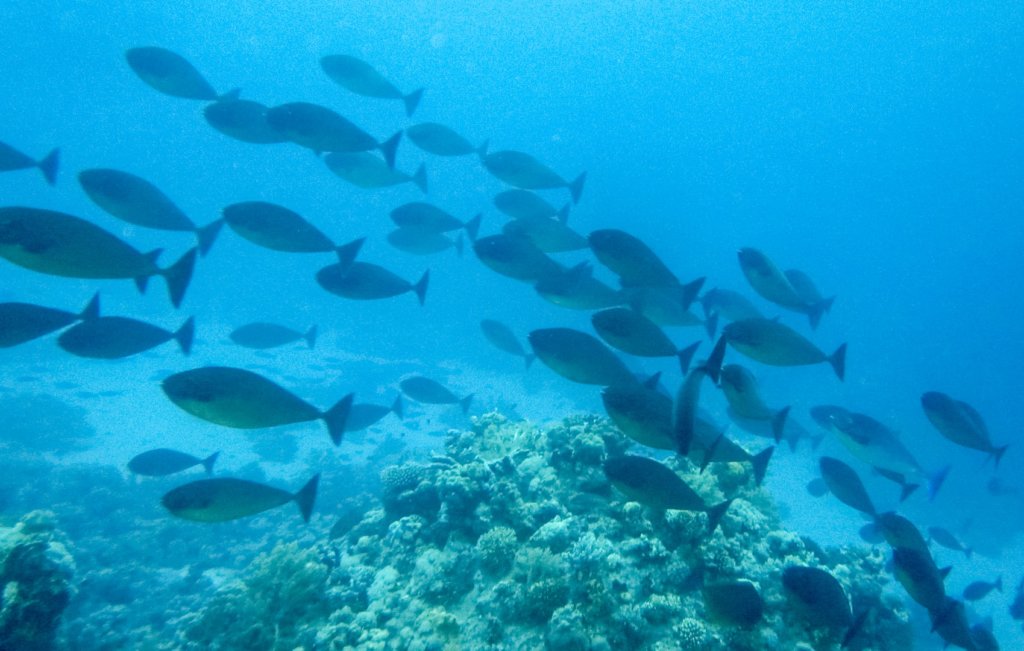 Безрогая Рыба-Носорог (Naso hexacanthus), Красное море