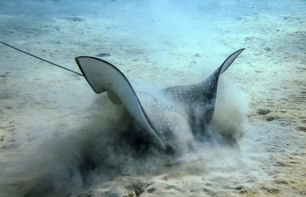 Пятнистый орляк Spotted eagle ray (Aetobatus narinari), Красное море