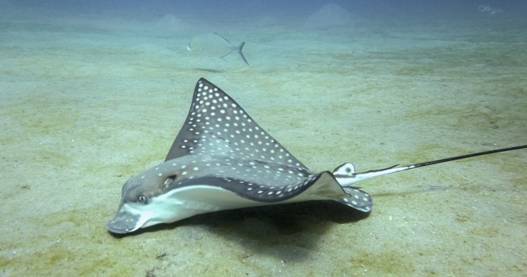 Пятнистый орляк Spotted eagle ray (Aetobatus narinari), Красное море