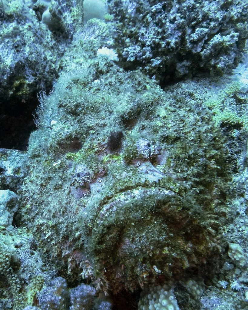 Камень-рыба Stonefish (Synanceia Verrucosa), Красное море