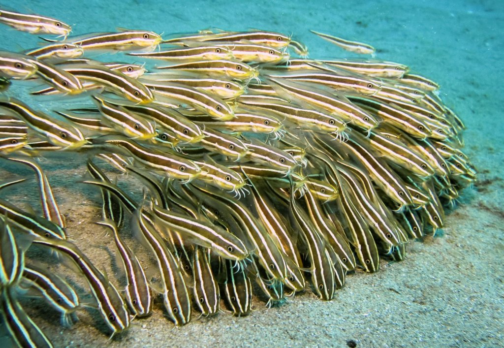 Полосатые угрехвостые сомики Striped Eel Catfish (Plotosus lineatus), Красное море