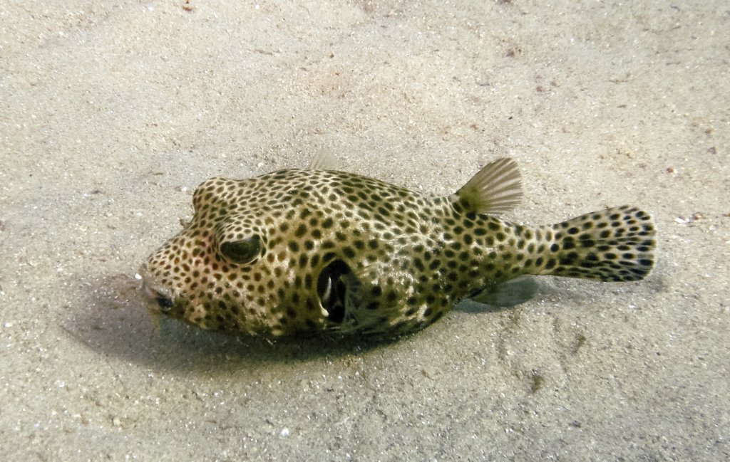 Белоточечный фугу Whitespotted Puffer (Arotron Hispidus), Красное море