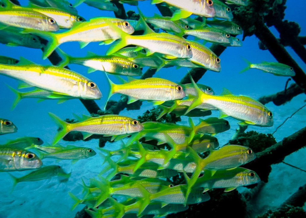 Жёлтые барабули Yellow goatfish Mulloidichthys martinicus, Красное море