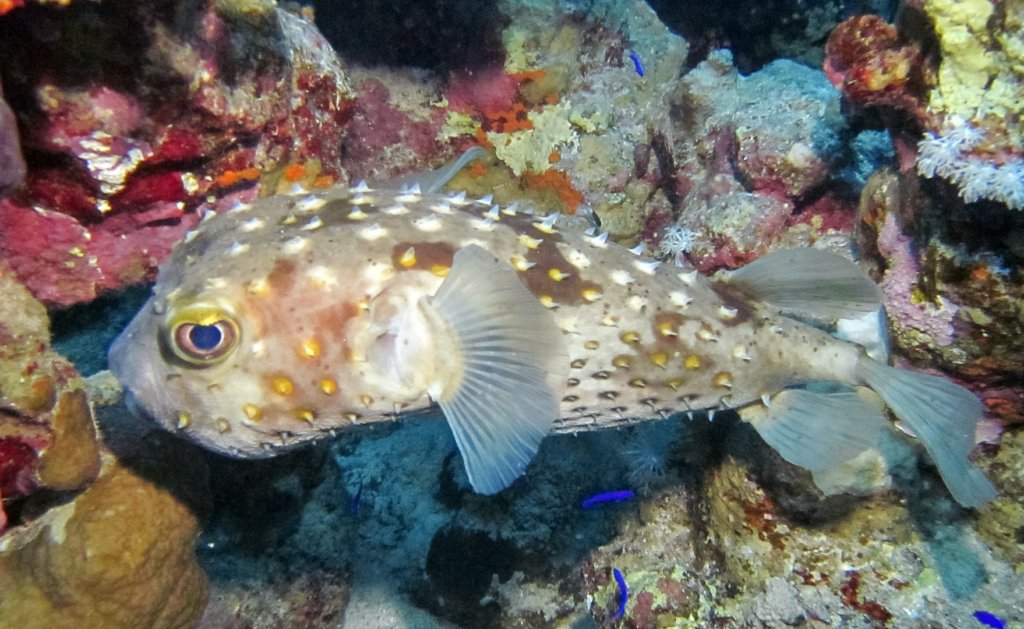 Ёж-рыба Yellowspotted Burrfish (Cyclichthys Spilostylus), Красное море