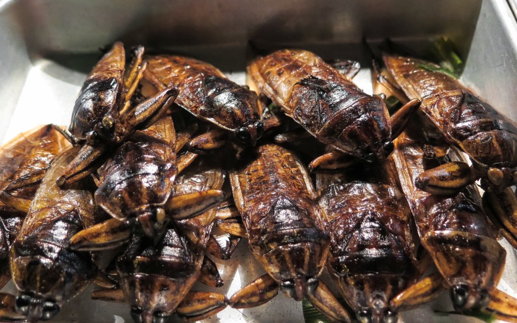 Жуки прожаренные в масле