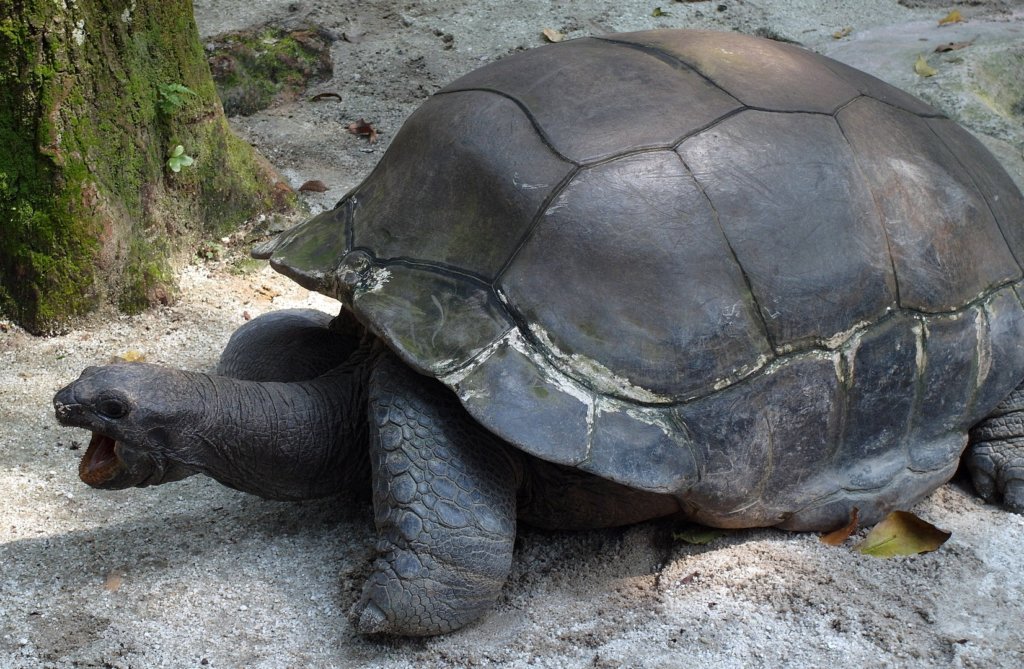 Гигантская черепаха Giant Tortoise, Зоопарк Сингапура