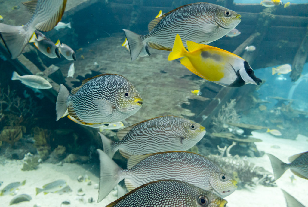 Сиганы яванские, Streaked spinefoot (Siganus javus), S.E.A. Aquarium