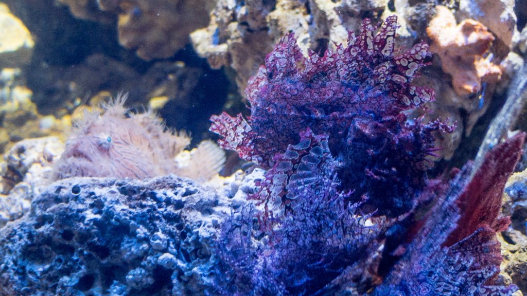 Таитийская бородавчатая рыба-клоун и худосочная скорпена, Striated Frogfish & Weedy Scorpionfish (Antennarius striatus, Rhinopias frondosa), S.E.A. Aquarium