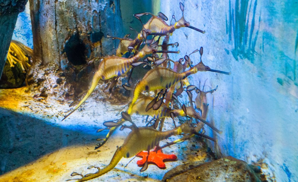 Морской дракон обыкновенный, weedy seadragon ( Phyllopteryx taeniolatus), S.E.A. Aquarium